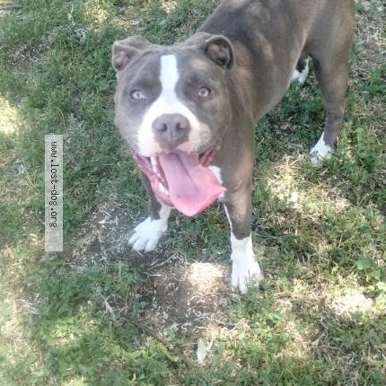 Photo 1/1 Reunited dog Found in Denver