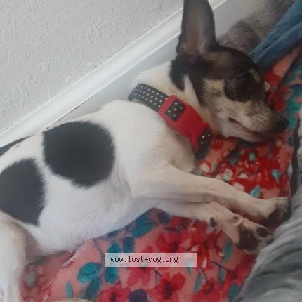 Photo 1/1 Reunited dog Lost in Amarillo