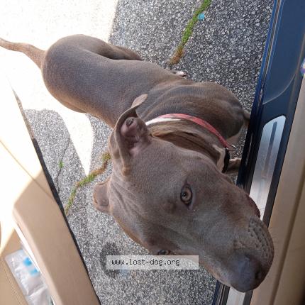 Picture of dog lost at Riverdale