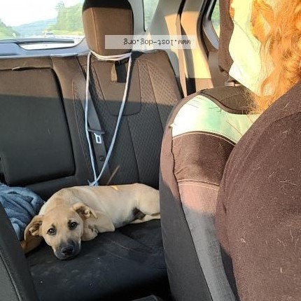 Photo 1/1 Reunited dog Lost in Irvine