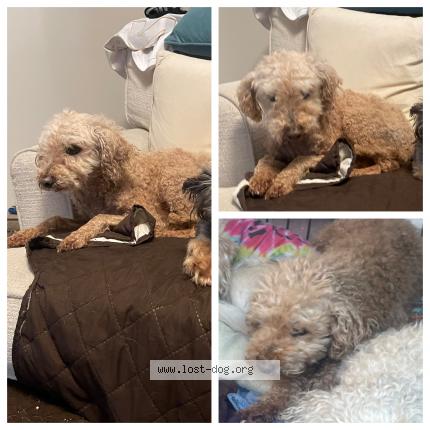 Photo 1/1 Reunited dog Lost in Los Angeles