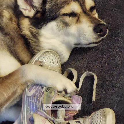 Picture of dog lost at Woodbridge
