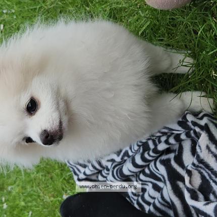 Foto 1/1 Hond teruggevonden Vermist in Bruxelss