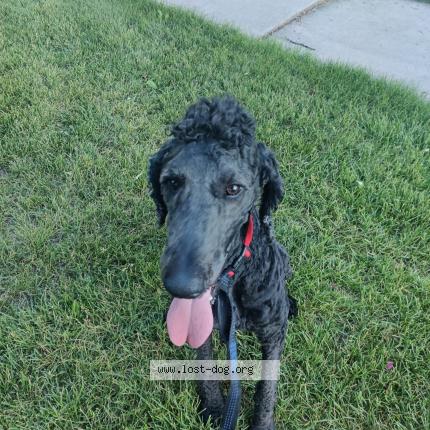 Photo 1/1 Reunited dog Found in Highland