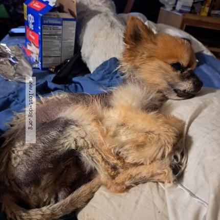 Photo 1/1 Reunited dog Lost in Edgewater