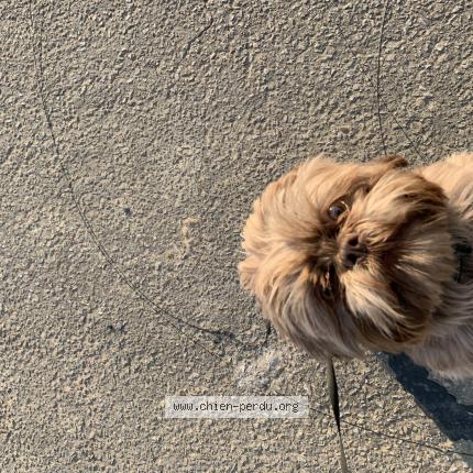 Foto 1/1 Hond teruggevonden Vermist in Andenne