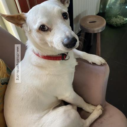 Foto 1/1 Hond teruggevonden Vermist in Tubize