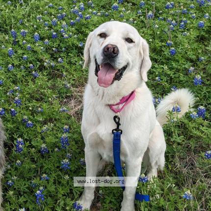 Photo 1/1 Reunited dog Lost in Waco 76707