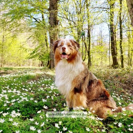 Foto van vermiste hond in Florennes Chaumont