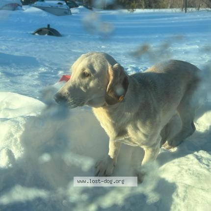 Photo 1/1 Reunited dog Lost in Big Lake