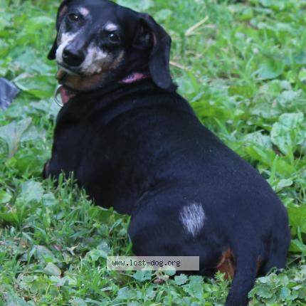 Photo 1/1 Reunited dog Lost in Louisville