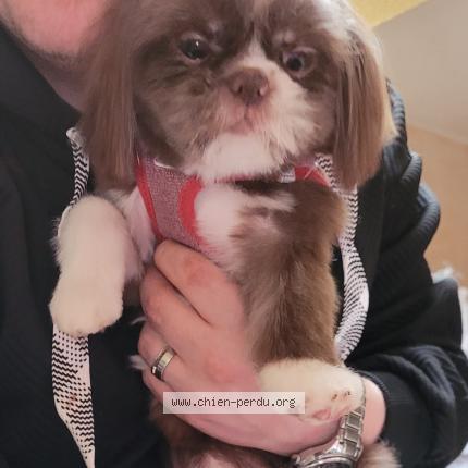 Foto van vermiste hond in Flemalle