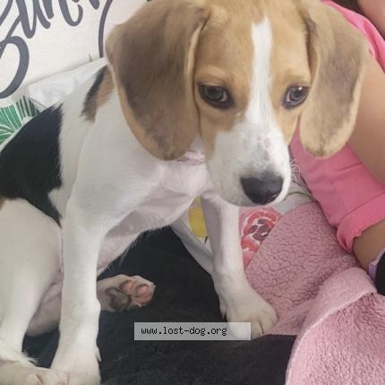 Photo 1/1 Reunited dog Lost in Philadelphia
