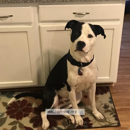 Photo 1/1 Reunited dog Lost in Carpentersville