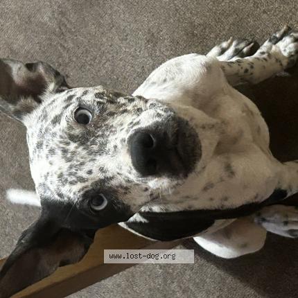 Photo 1/1 Reunited dog Lost in Phoenix
