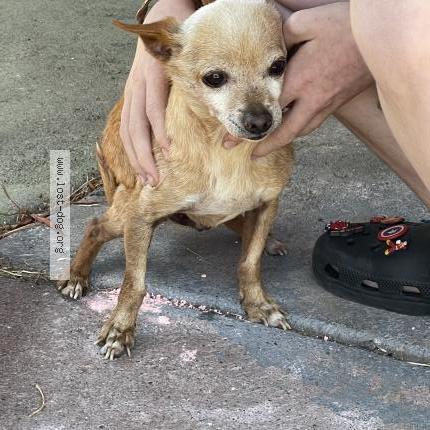 Photo 1/1 Reunited dog Found in Fairfield