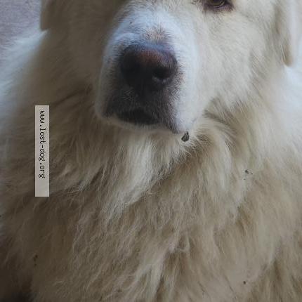 Photo 1/1 Reunited dog Lost in San Antonio
