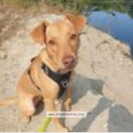 Photo 1/1 Dog reunited Lost in Oullins