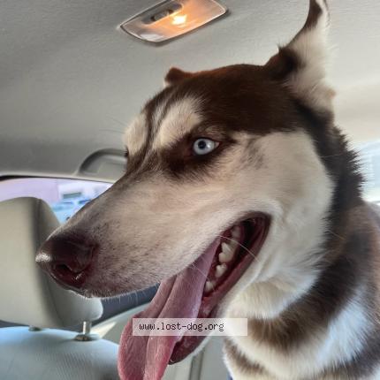 Photo 1/1 Reunited dog Found in Orangevale