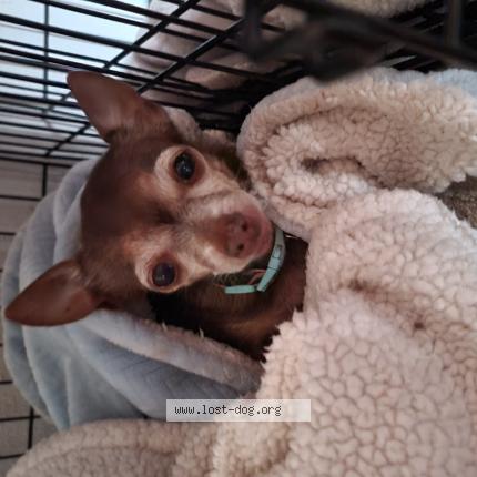 Photo 1/1 Reunited dog Lost in Bronte