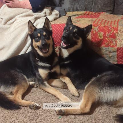 Picture of dog lost at Blue Mounds