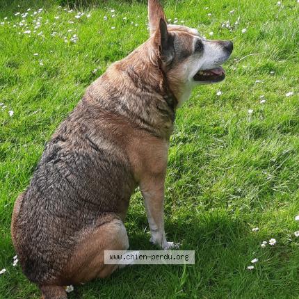 Foto 1/1 Hond teruggevonden Vermist in Beersel