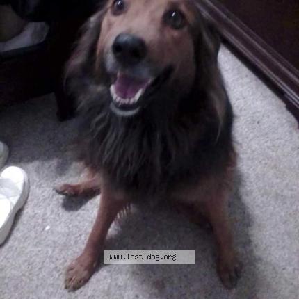 Photo 1/1 Reunited dog Lost in Denton