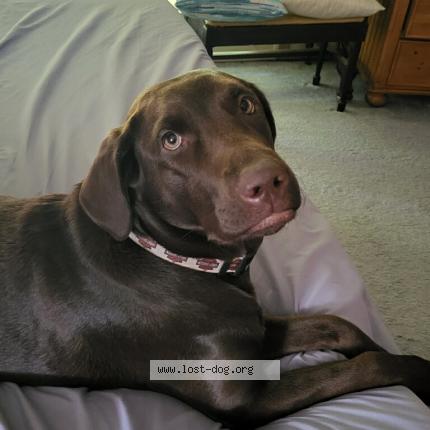 Photo 1/1 Reunited dog Lost in Westerville