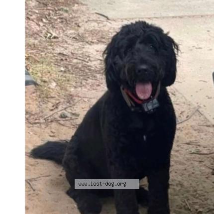 Photo 1/1 Reunited dog Lost in Chapin