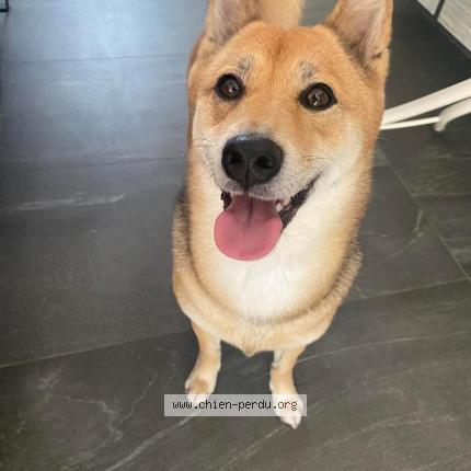 Foto 1/1 Hond teruggevonden Vermist in Maurage