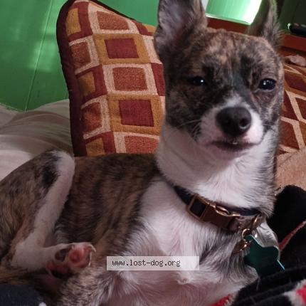 Photo 1/1 Reunited dog Lost in Wendell