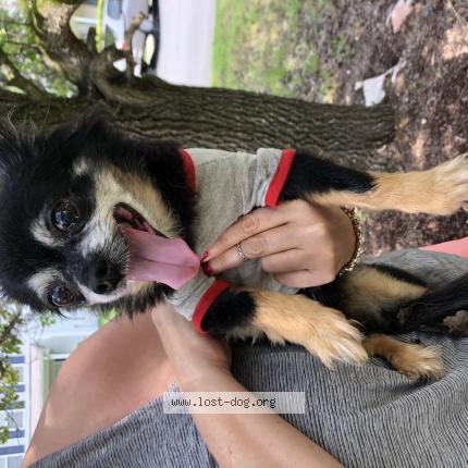 Photo 1/1 Reunited dog Found in Durham