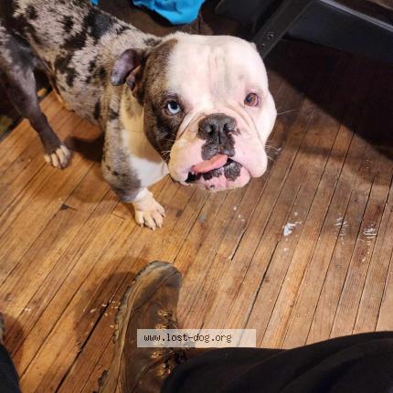 Picture of dog lost at Columbus