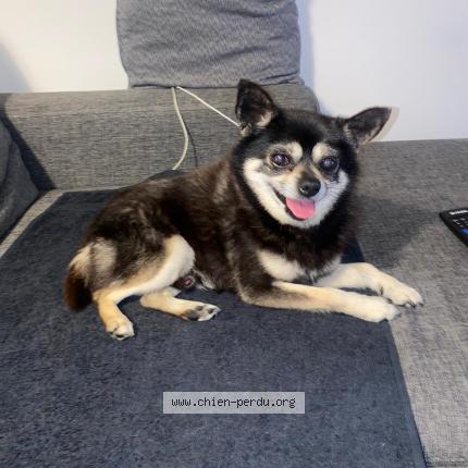 Foto van vermiste hond in Ans