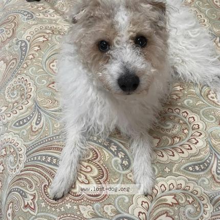 Picture of dog lost at Bumpass