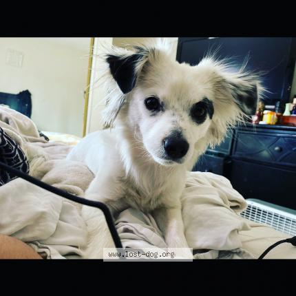 Photo 1/1 Reunited dog Lost in San Jose