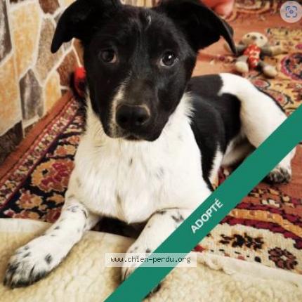Foto 1/1 Hond teruggevonden Vermist in Couthuin