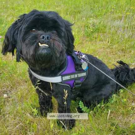 Photo 1/1 Reunited dog Lost in Ridgeway