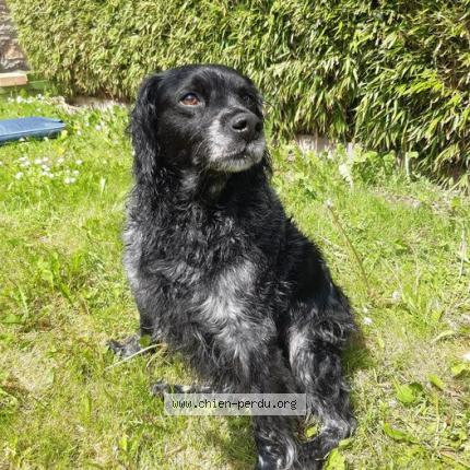 Foto van vermiste hond in Erquelinnes