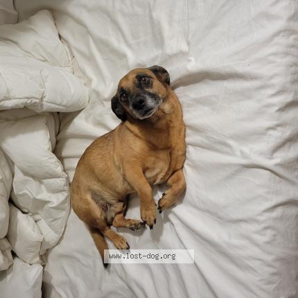 Picture of dog lost at Tucson