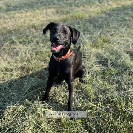 Photo 1/1 Reunited dog Lost in Ogema
