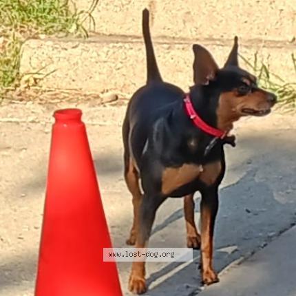 Picture of dog lost at Milwaukee
