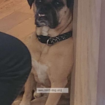 Photo 1/1 Reunited dog Lost in Pine Bush