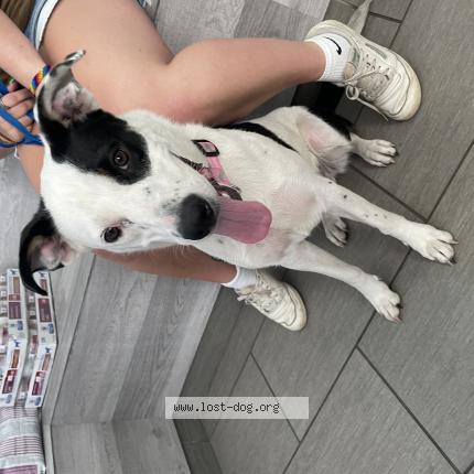 Photo 1/1 Reunited dog Found in San Jose