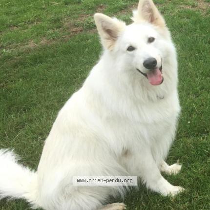 Foto van vermiste hond in Jette