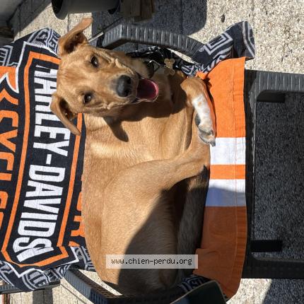 Foto 1/1 Hond teruggevonden Vermist in Anderlecht