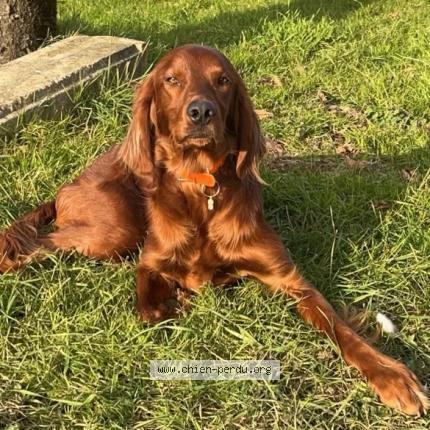 Photo 1/1 Paprika Chien lost in Asprieres