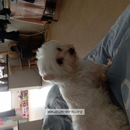 Foto van vermiste hond in Namur