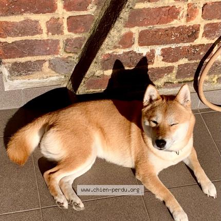 Foto van vermiste hond in Roux