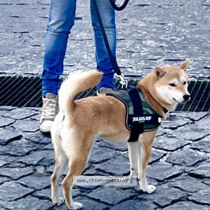 Foto 1/1 Hond teruggevonden Vermist in Roux